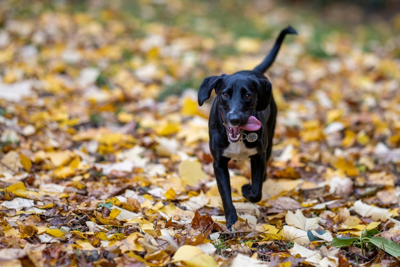 Dog in autumn leaves