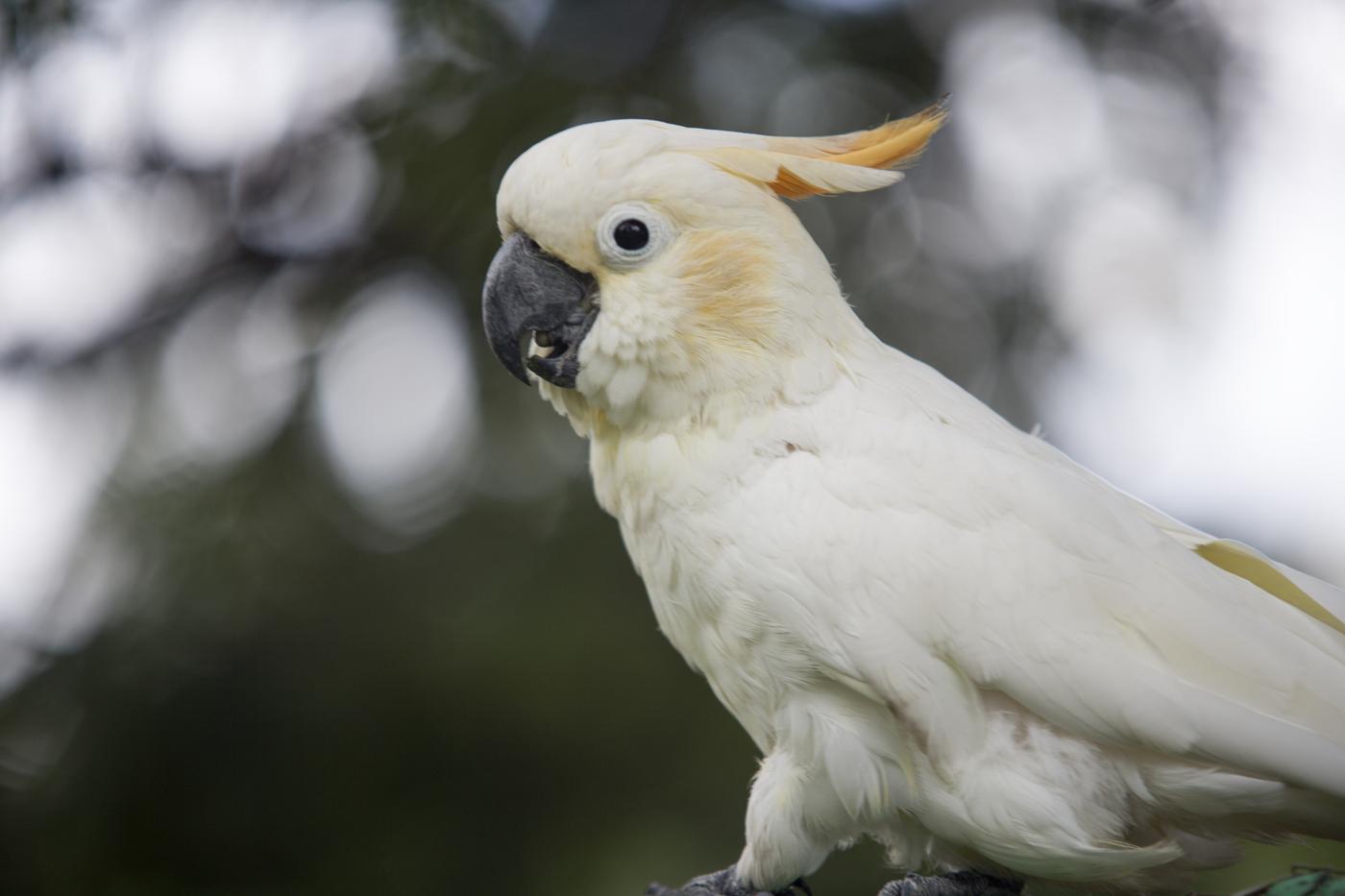 Cockatoo