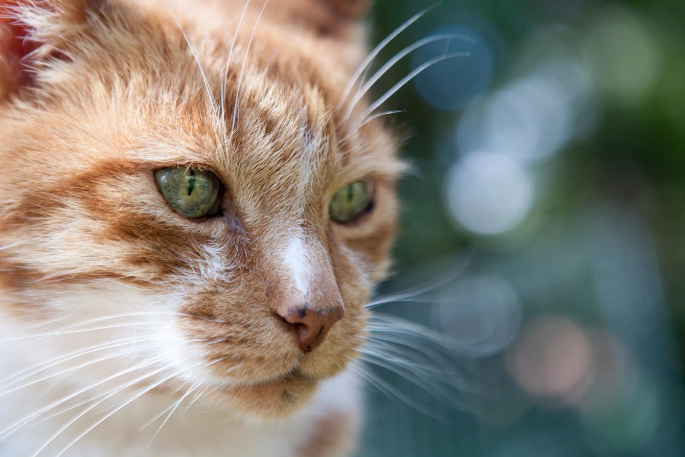 Ginger cat