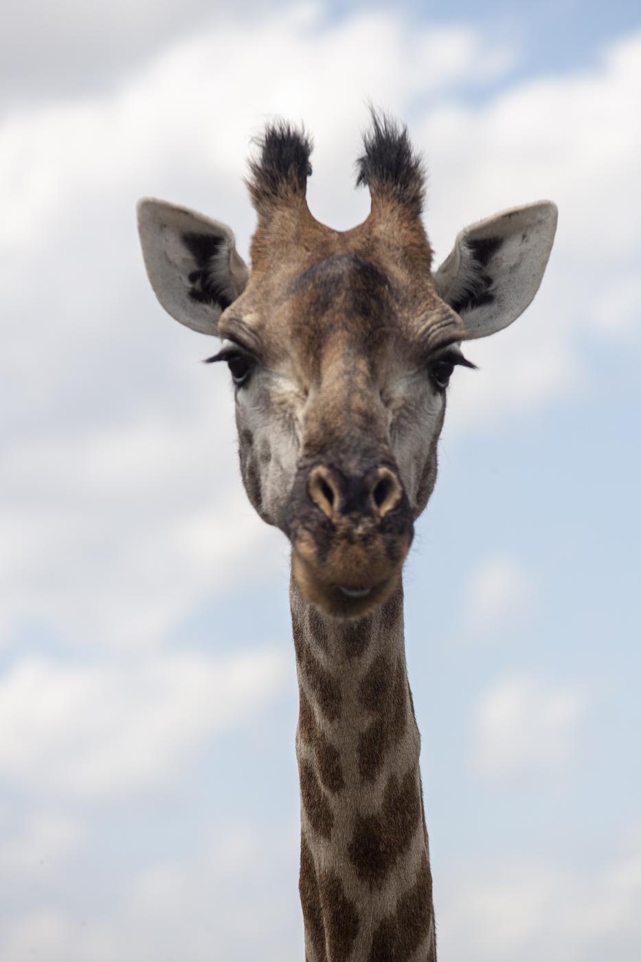 Giraffe