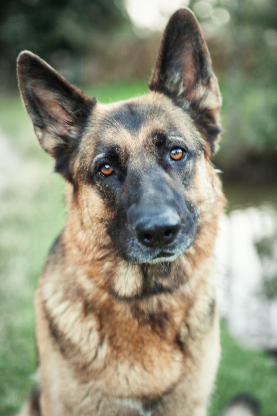 German Shepherd