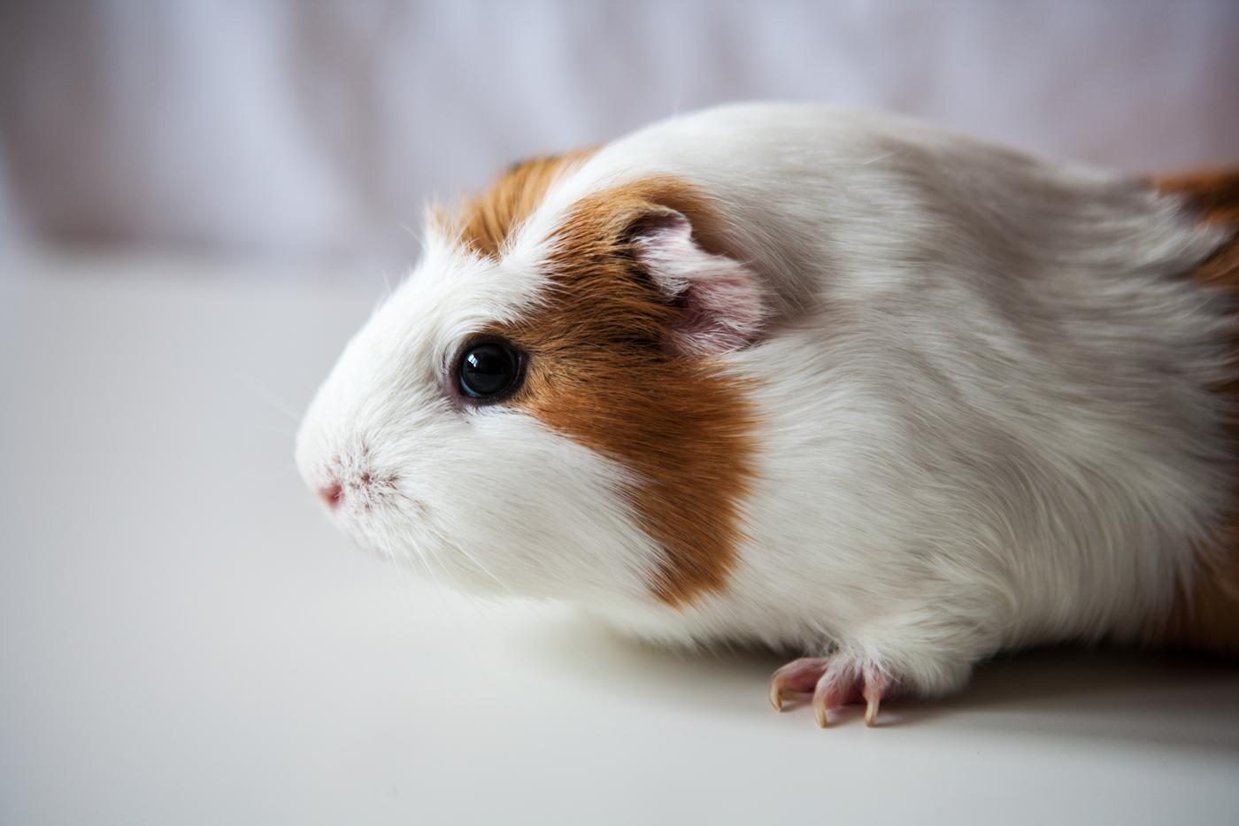 Guinea pig