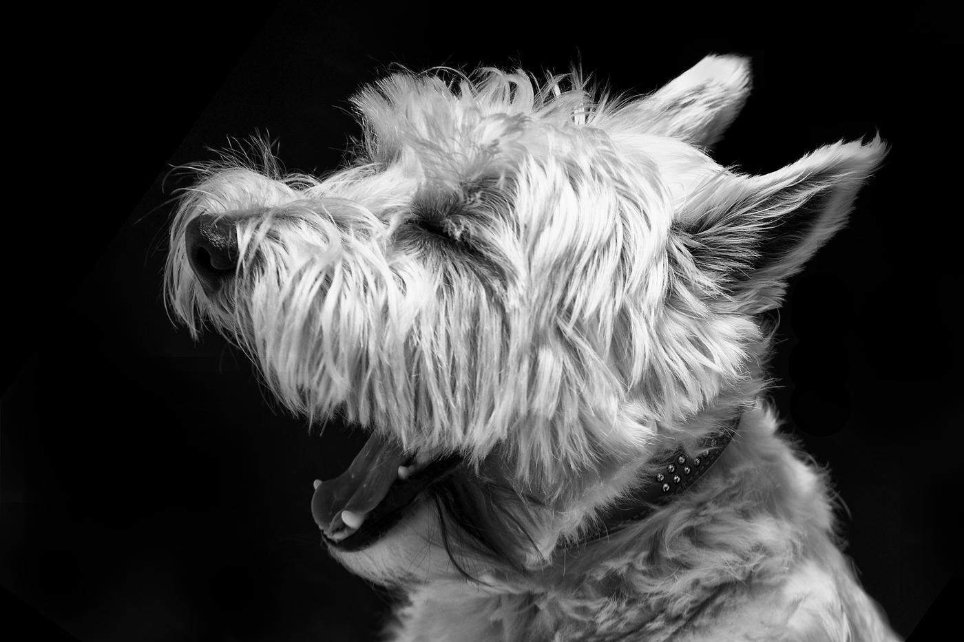 Dog black and white