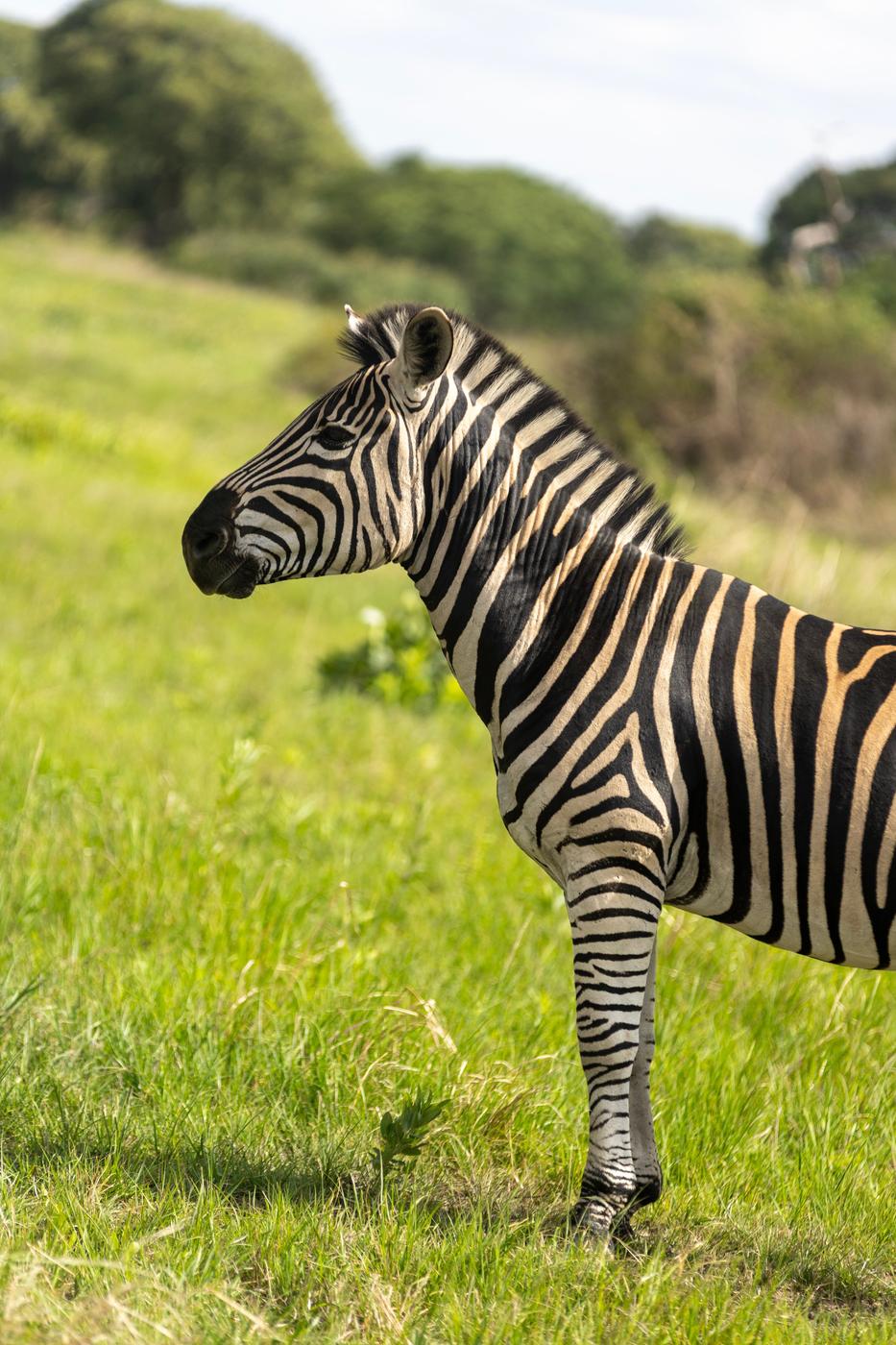 Zebra